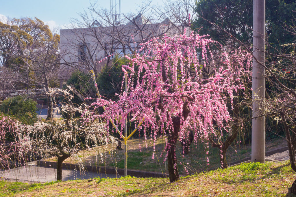 花畑園芸公園の梅の写真