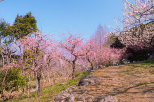 花畑園芸公園の梅の写真