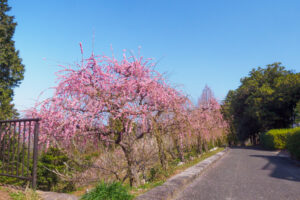 花畑園芸公園の梅の写真