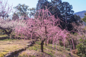 花畑園芸公園の梅の写真