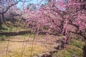 花畑園芸公園の梅の写真