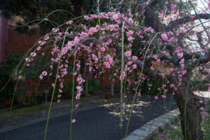 花畑園芸公園の梅の写真