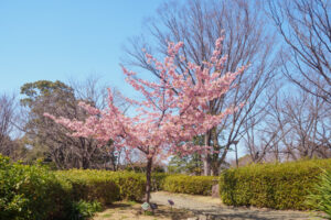 福岡市植物園の桜の写真
