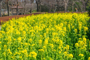 福岡市植物園の菜の花の写真