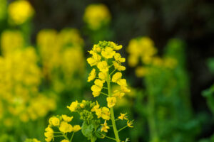 福岡市植物園の菜の花の写真