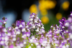 福岡市植物園の季節の花の写真