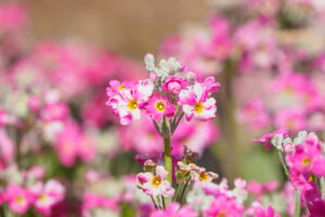 福岡市植物園の季節の花の写真
