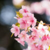 河津桜と椿とミモザ　福岡市植物園（2022年3月8日）