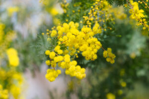 福岡市植物園のミモザの写真