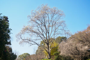 福岡市植物園の季節の花の写真
