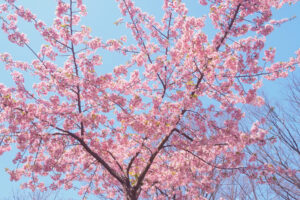 福岡市植物園の桜の写真