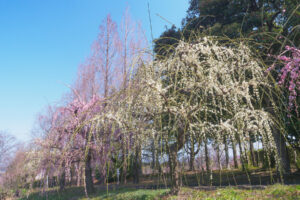 花畑園芸公園の梅の写真