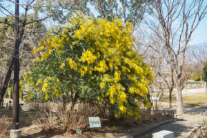 福岡市植物園のミモザの写真
