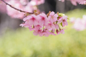 福岡市植物園の桜の写真