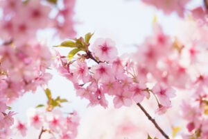 福岡市植物園の桜の写真