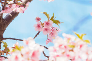 福岡市植物園の桜の写真