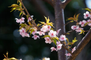 福岡市植物園の桜の写真