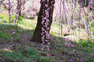 花畑園芸公園の梅の写真