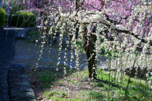 花畑園芸公園の梅の写真