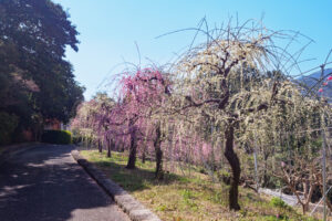 花畑園芸公園の梅の写真