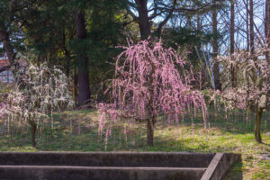 花畑園芸公園の梅の写真