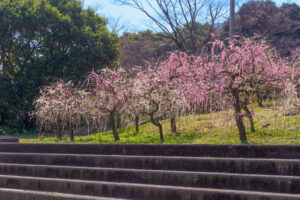 花畑園芸公園の梅の写真