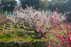 花畑園芸公園の梅の写真