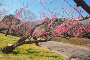 花畑園芸公園の梅の写真