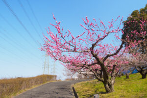 花畑園芸公園の梅の写真