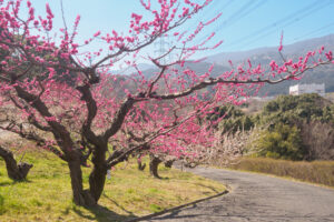 花畑園芸公園の梅の写真