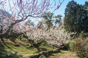 花畑園芸公園の梅の写真