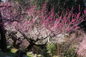 花畑園芸公園の梅の写真