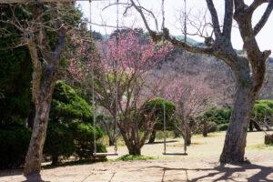 アイランドパークの桜の写真