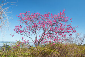 アイランドパークの桜の写真