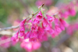 アイランドパークの桜の写真