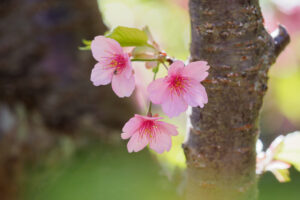 アイランドパークの桜の写真