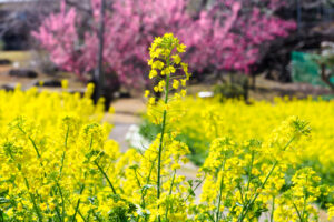 アイランドパークの菜の花の写真