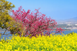 アイランドパークの菜の花の写真