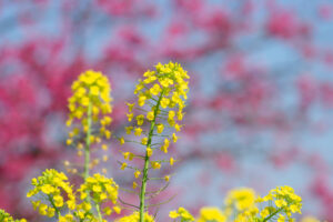 アイランドパークの菜の花の写真