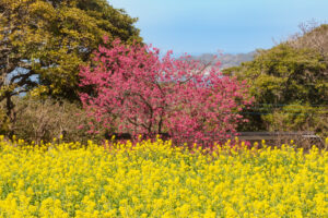 アイランドパークの菜の花の写真