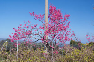 アイランドパークの桜の写真