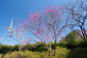 アイランドパークの桜の写真