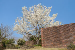 海の中道海浜公園の桜の写真