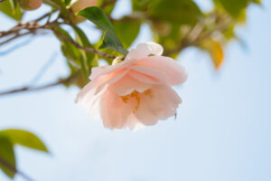 海の中道海浜公園の季節の花の写真
