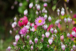 海の中道海浜公園の季節の花の写真