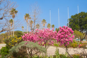 海の中道海浜公園の季節の花の写真