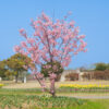 桜と菜の花　海の中道海浜公園（2022年3月24日）