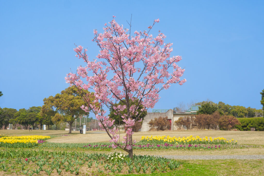 海の中道海浜公園の桜の写真