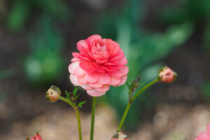 海の中道海浜公園の季節の花の写真