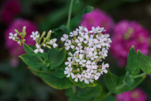海の中道海浜公園の季節の花の写真